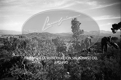 Avance en Cataluña, Pinell de Miravet