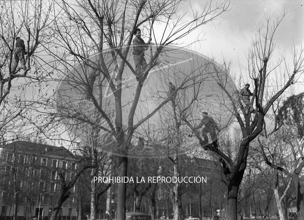 Poda de árboles en el Paseo de Recoletos de Madrid