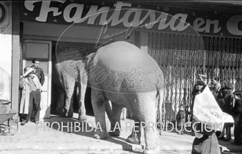 Elefantes del circo Price