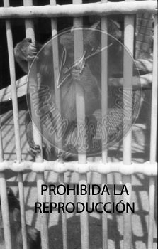 Osos y monos de Madrid