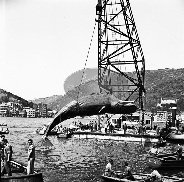 Cachalote pescado por Franco