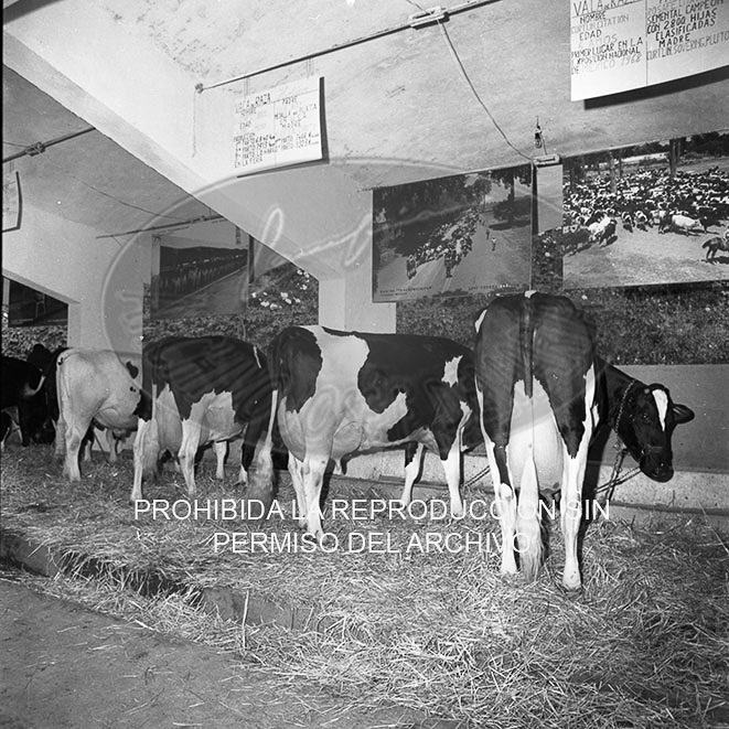 Feria del Campo 1968