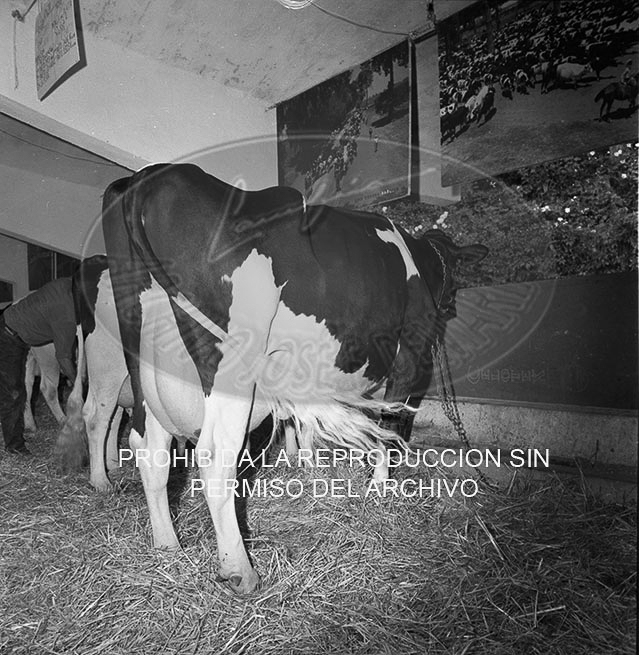 Feria del Campo 1968