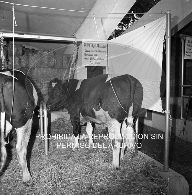 Feria del Campo 1968