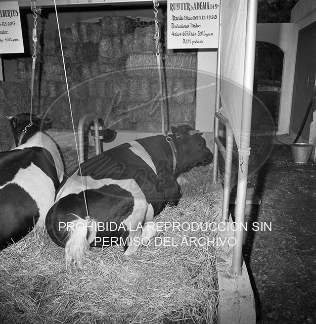 Feria del Campo 1968