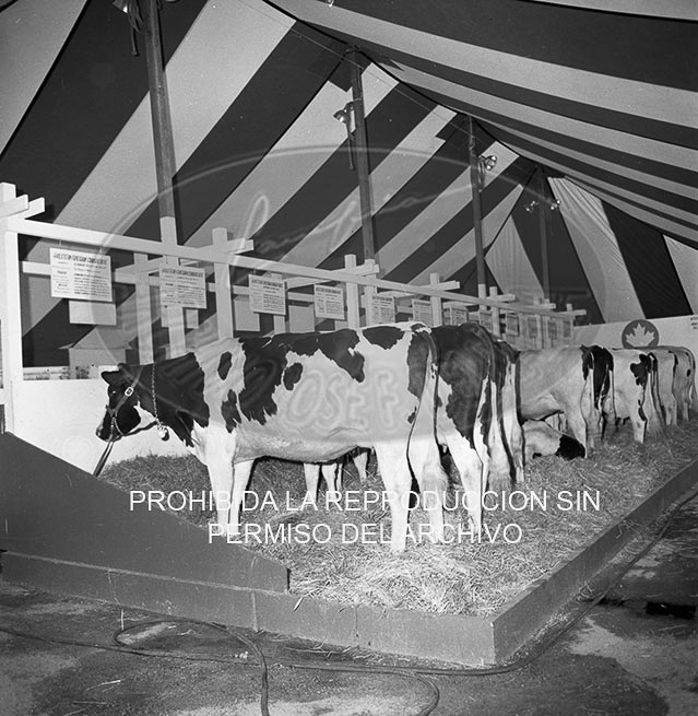 Feria del Campo 1968