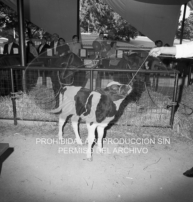 Feria del Campo 1968