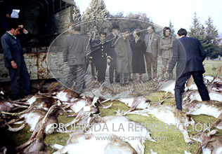 Monteria en el Pardo ofrecida al Cuerpo Diplomático