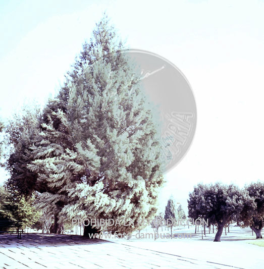 Monteria en el Pardo ofrecida al Cuerpo Diplomático